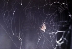 Nhện đen giăng tơ trong đêm.