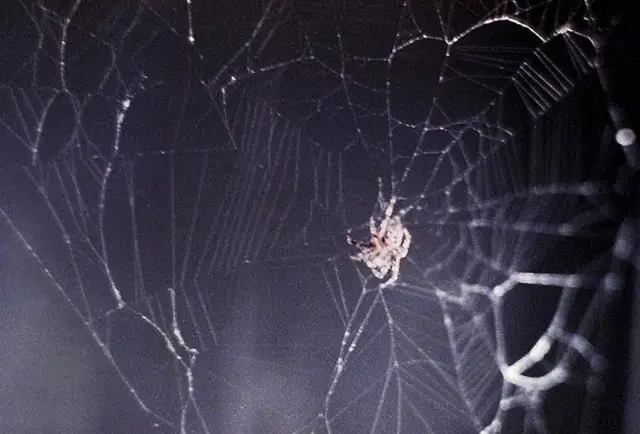 Nằm Mơ Thấy Nhện: Giải Mã Sâu Sắc Để Hóa Giải Và An Tâm Sống Thiện 4 Nhện đen giăng tơ trong đêm.