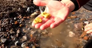 Bàn tay đào đất, phát hiện vàng.