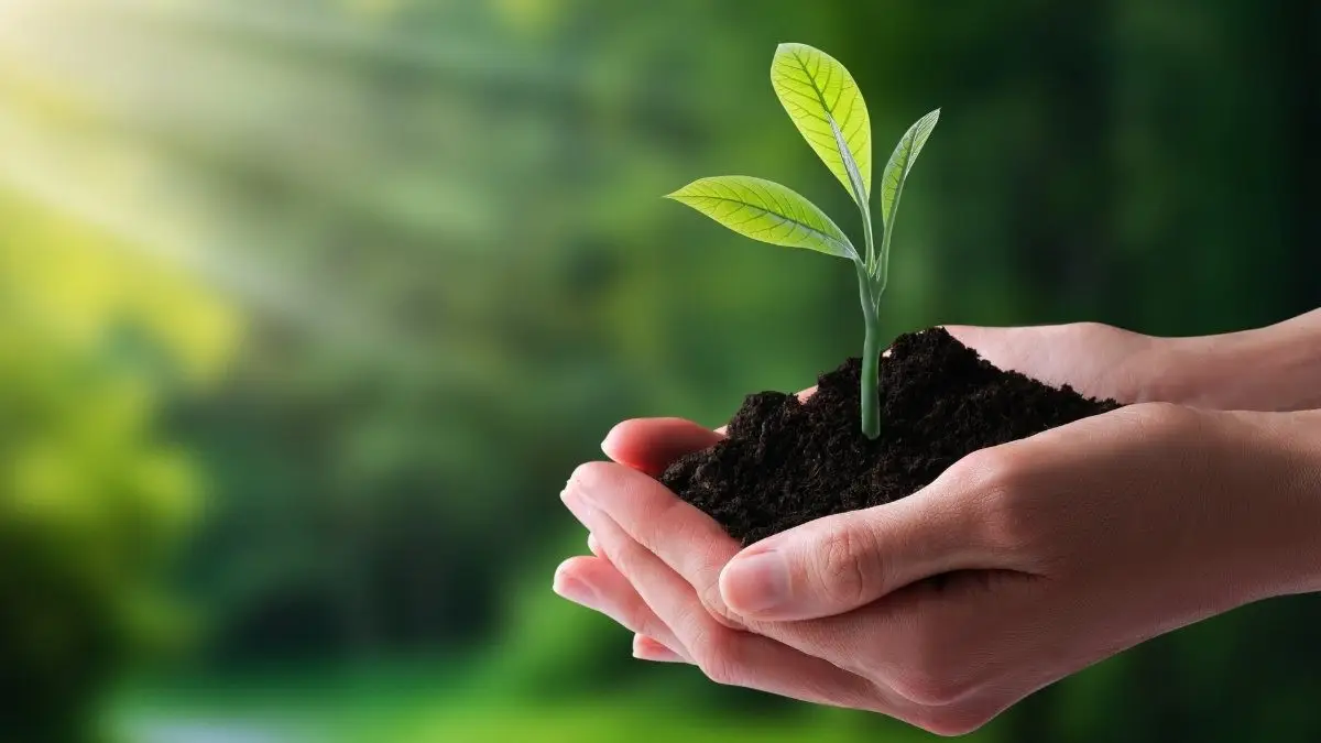 Nằm Mơ Thấy Mua Điện Thoại Mới: Điềm Báo Gì Đang Chờ Đợi Bạn? 7 Nâng niu mầm cây xanh, biểu tượng sức khỏe và sự sống.