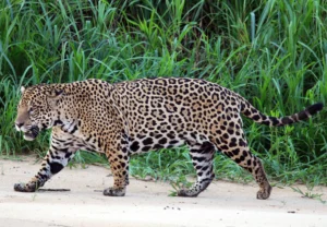 Báo đốm hoang dã: Sức mạnh bí ẩn tự nhiên.