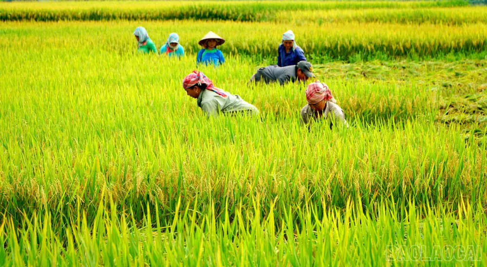 Giải Mã Giấc Mơ Thấy Lúa: Điềm Báo May Mắn Hay Cảnh Tỉnh? 6 Nông dân thu hoạch lúa trên đồng ruộng