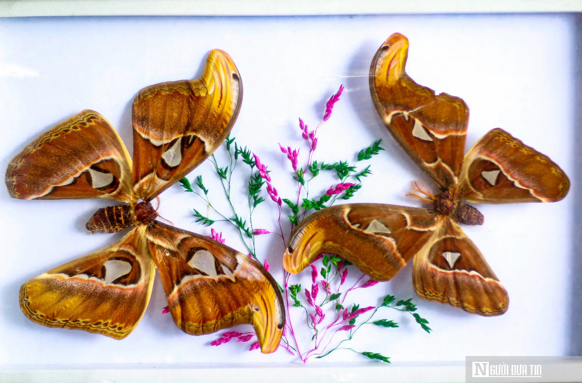 mơ thấy bướm 4 Bướm đa sắc mơ màng, biểu tượng biến đổi, hy vọng.