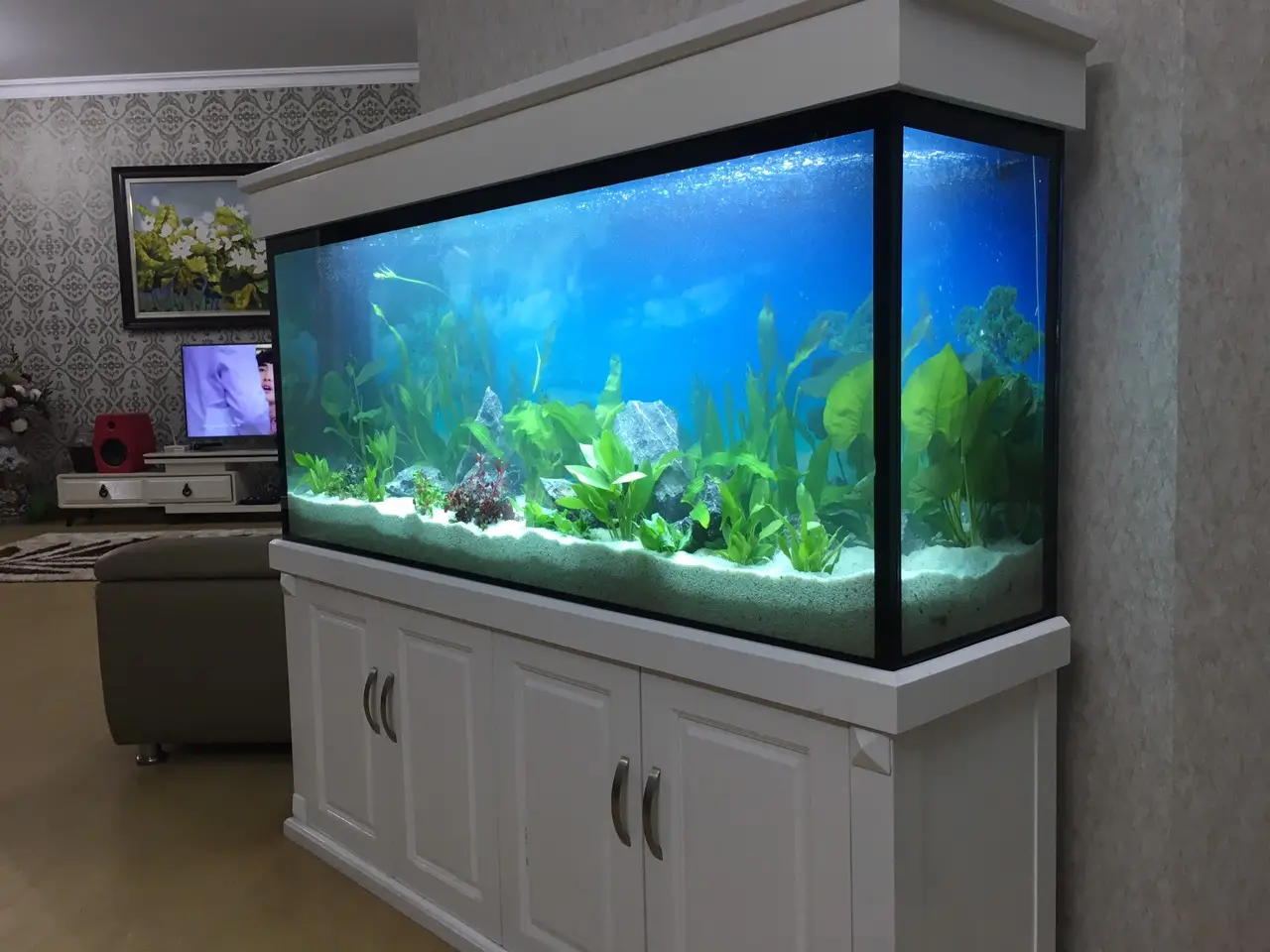 Giải Mã Sức Mạnh Phong Thủy Từ Bể Cá: Thu Hút Tài Lộc, May Mắn 6 Bể cá phong thủy, sắc màu hài hòa.