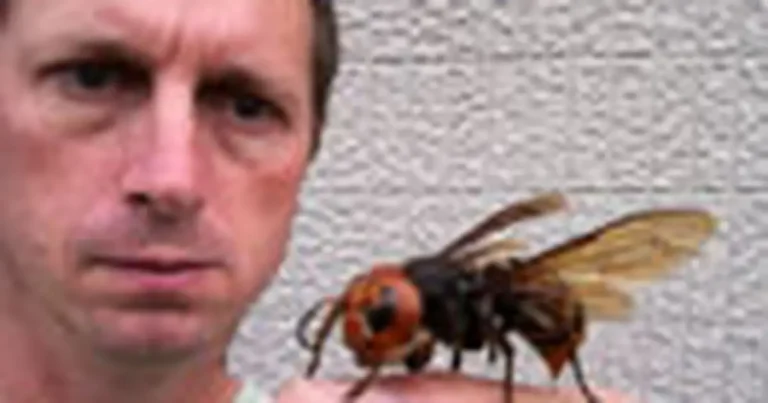 Người bối rối trước đàn ong bắp cày