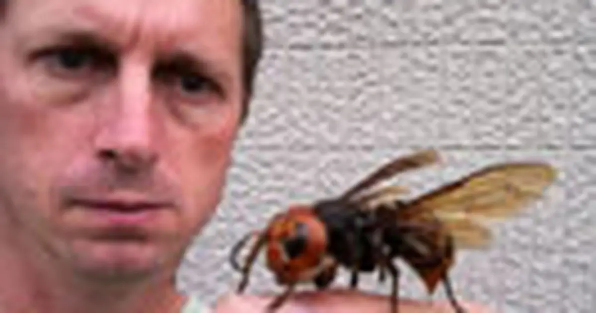 Người bối rối trước đàn ong bắp cày