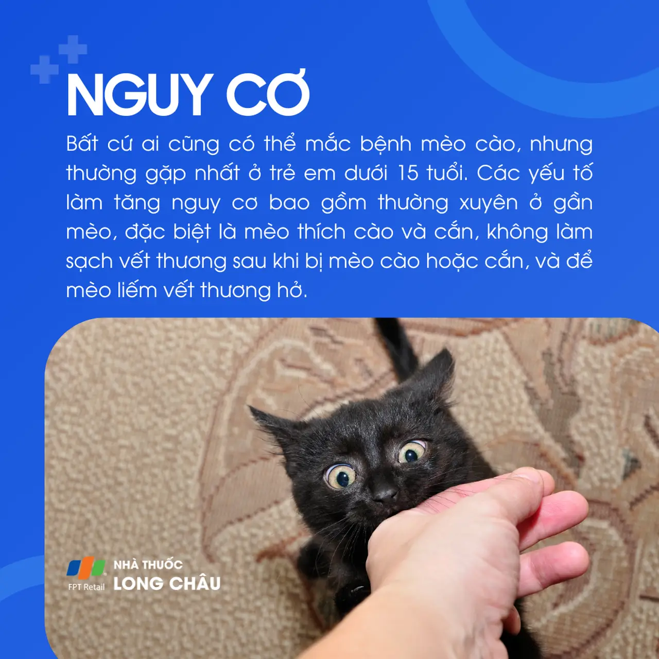 Giải Mã Giấc Mơ "Mèo Đen": Điềm Báo & Hóa Giải An Tâm 6 Vết cào mèo đen: Dấu hiệu cảnh báo