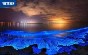 Sao biển phát sáng đại dương: Hướng dẫn tâm linh.