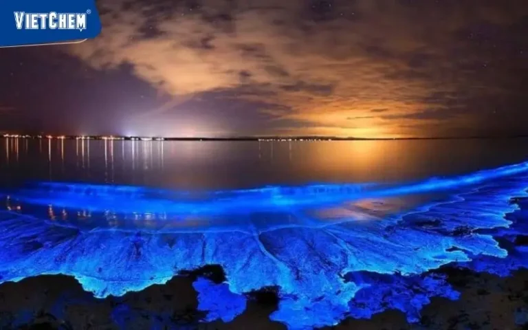 Sao biển phát sáng đại dương: Hướng dẫn tâm linh.