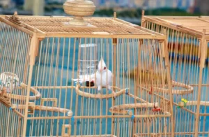 Chim đẹp hót trong lồng ban công nắng.