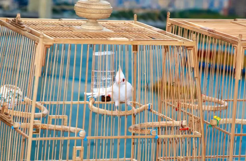 Ý nghĩa nuôi chim phong thủy: Khai vận, chiêu tài và bình an cho gia đạo 4 Chim đẹp hót trong lồng ban công nắng.