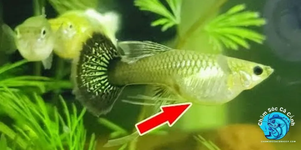 Nằm mơ thấy cá đẻ trứng: Điềm báo thịnh vượng hay điều cần lưu tâm? 4 Cá đẻ trứng, sinh sôi và thịnh vượng.