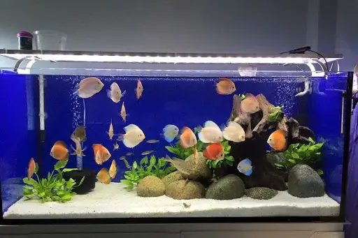 Kiêng Kỵ Cá Chết Không Chôn: Giải Pháp Phong Thủy Chánh Phái Cho Gia Trạch An Bình 4 Bể cá cảnh: Đẹp, bỏ bê, cá chết.