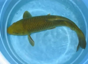 Cá lớn bơi nước xanh, thịnh vượng.