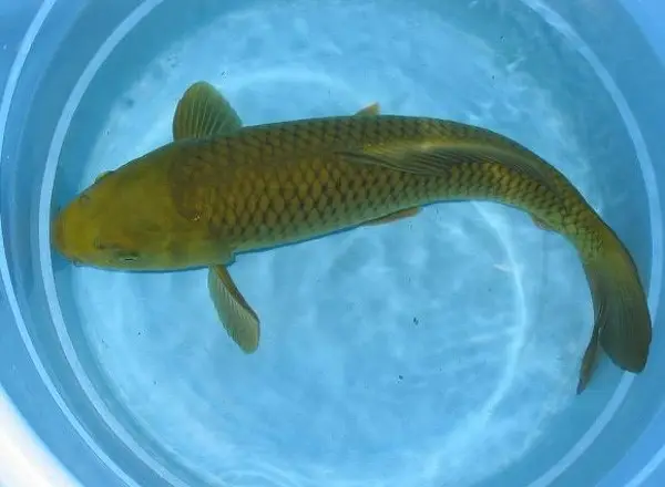 Giải Mã Chi Tiết Giấc Mơ Nằm Mơ Thấy Cá To: Điềm Báo May Mắn Hay Rủi Ro? 3 Cá lớn bơi nước xanh, thịnh vượng.