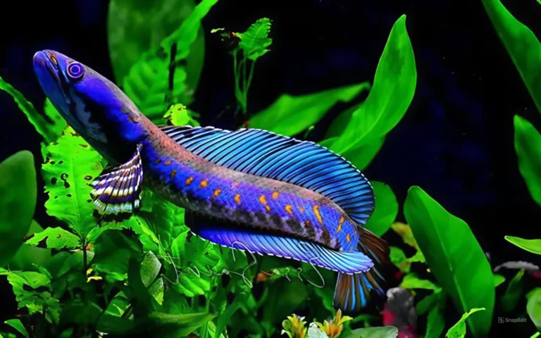 Cá lóc đen mạnh mẽ bơi trong nước