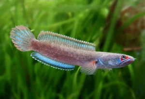 Cá lóc bơi mạnh mẽ trong nước trong lành.