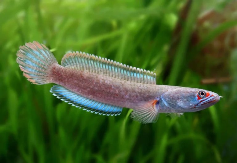 Giải Mã Giấc Mơ Thấy Cá Lóc: Lộ Diện Điềm Báo và Cách Hóa Giải 3 Cá lóc bơi mạnh mẽ trong nước trong lành.