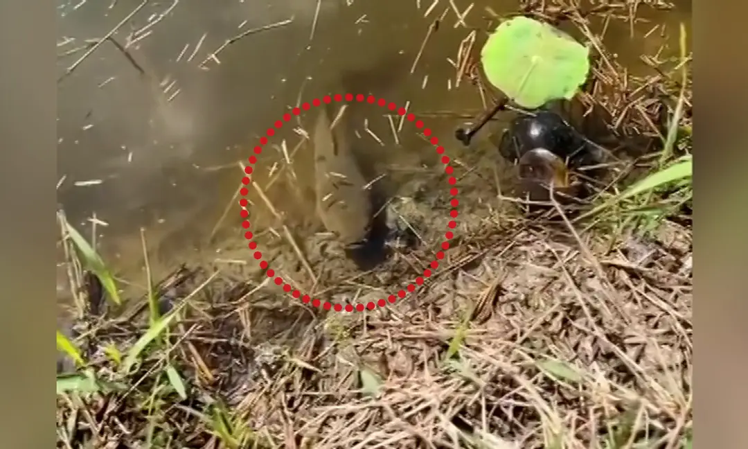 Cá lóc nhảy bờ: Khoảnh khắc vùng vẫy sống động