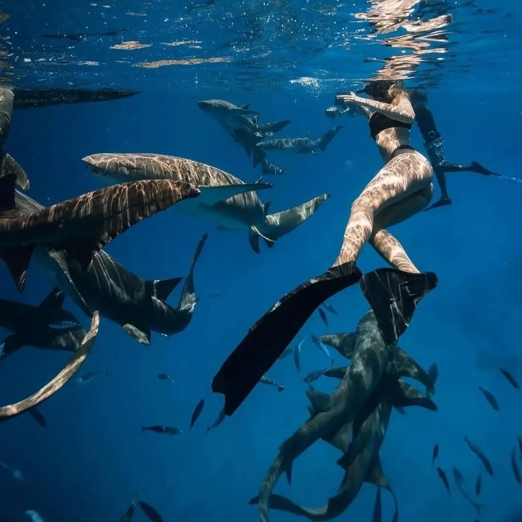 Người bơi lo sợ bóng cá mập rình rập.