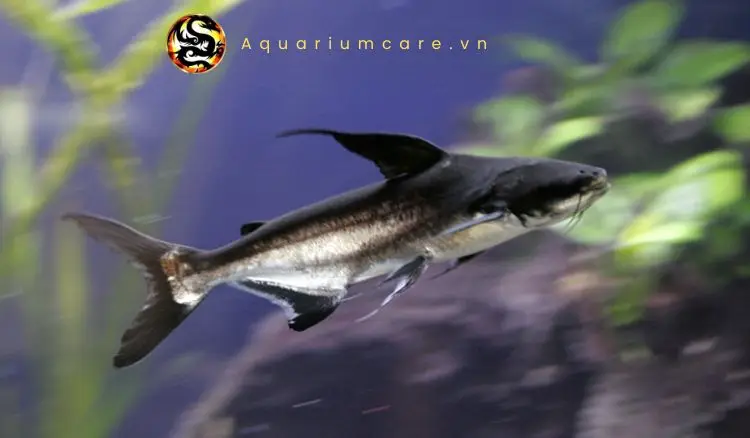 Cá mập may mắn trong bể cá cảnh phong thủy.