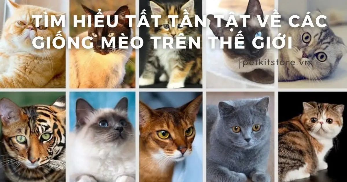 Mèo đa sắc nhảy cỏ: Điềm báo đa dạng