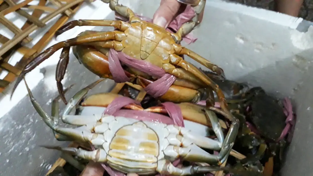 Bàn tay cẩn trọng giữ cua đồng