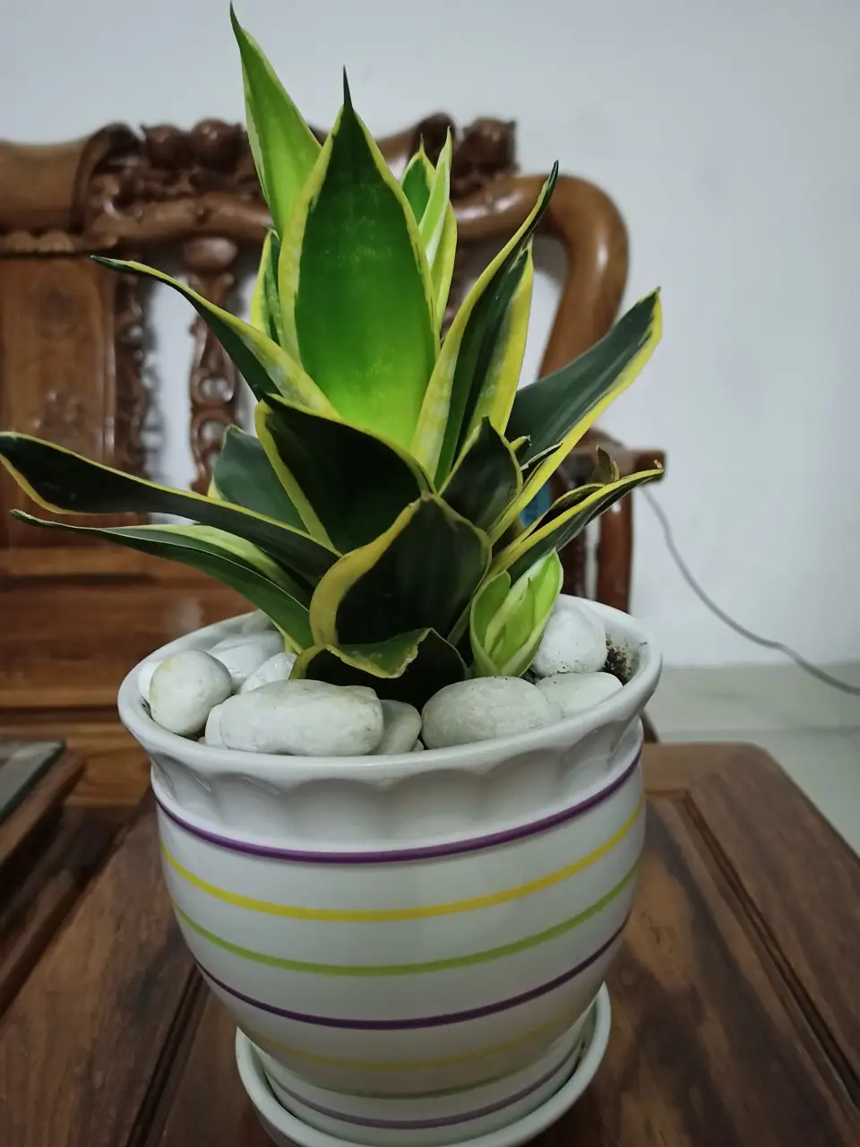 Cây Lưỡi Hổ: Giải Mã Ý Nghĩa Phong Thủy Sâu Sắc Cho Gia Chủ 7 Cách chăm sóc Cây Lưỡi Hổ