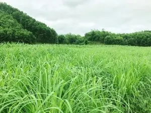 Bụi sả xanh tươi đầy sức sống.