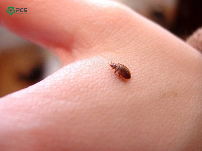 Nằm mơ thấy bọ chét chó: Giải mã điềm báo và hướng hóa giải 5 Bàn tay loại bỏ bọ chét.