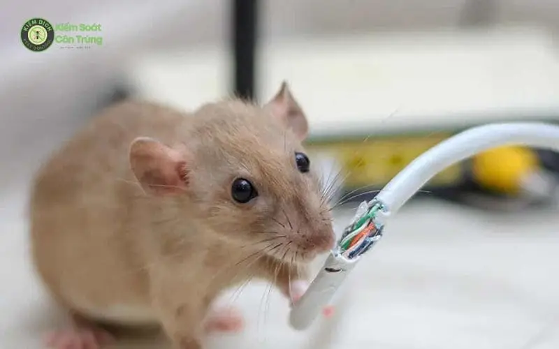 Chuột cống trong ống cống: Vấn đề tiềm ẩn