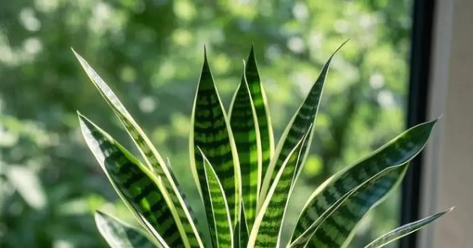 Sức Mạnh Huyền Bí Của Hổ Trong Phong Thủy Trấn Trạch – Giải Pháp Toàn Diện Cho Gia Trạch An Nhiên Tuyệt Đối 7 Cận cảnh lá cây lưỡi hổ xanh mướt