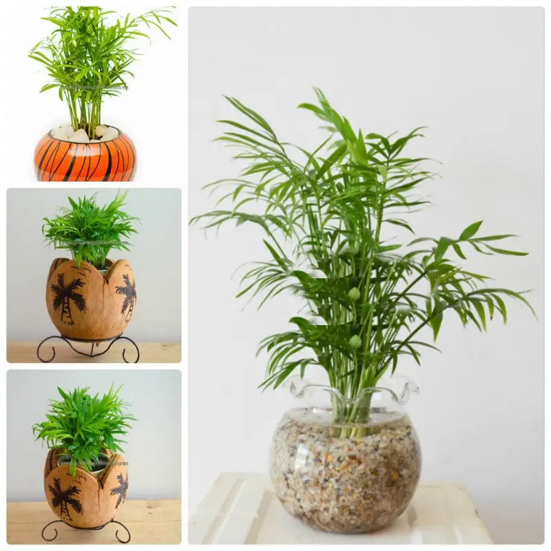 Hóa giải cột chắn bằng cây xanh, gương Bát Quái.