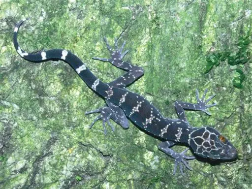 Giải Mã Giấc Mơ Thấy Thằn Lằn: Điềm Báo Ẩn Chứa Điều Gì? 6 Thằn lằn đen: Cảnh báo nguy hiểm cận kề