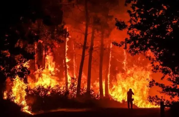 Ánh sáng hy vọng trong rừng cháy.