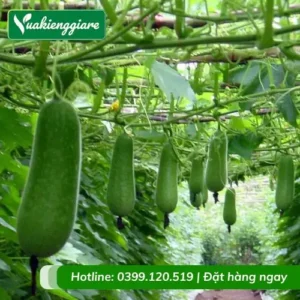 Bí xanh tươi tốt trên giàn