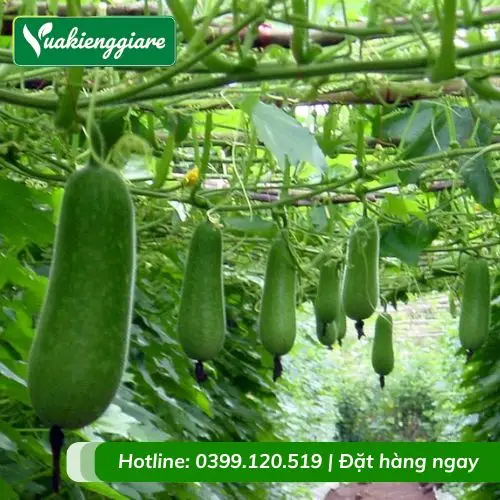 Bí xanh tươi tốt trên giàn