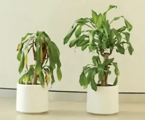 Cây cảnh héo úa: Xua năng lượng tiêu cực Phong thủy.