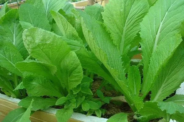 Rau cải héo: cảnh báo sức khỏe và năng lượng.