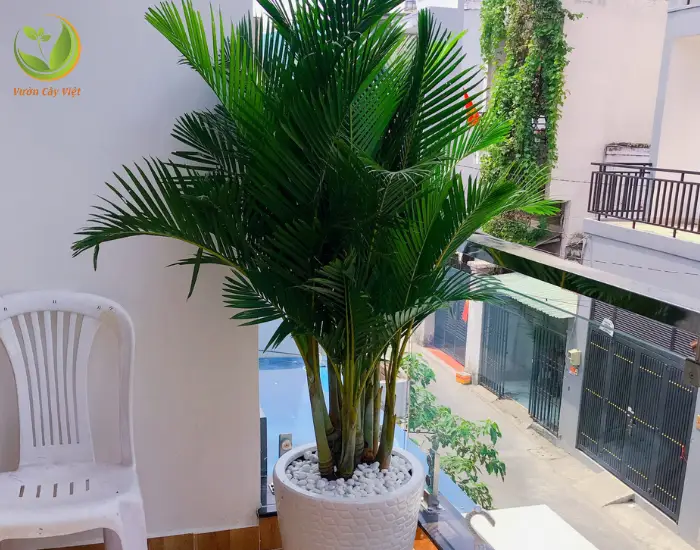 Ý Nghĩa Cây Cau Cảnh Trên Bàn Làm Việc, Thu Hút Tài Lộc 7 Cây cau cảnh xanh mướt, đầy sức sống.