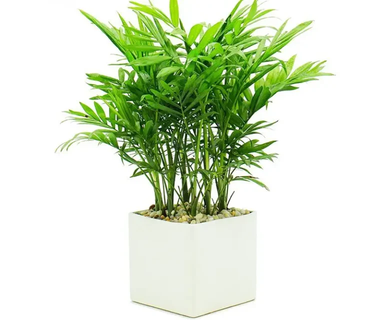 Cây cau cảnh bàn làm việc, thăng tiến sự nghiệp.