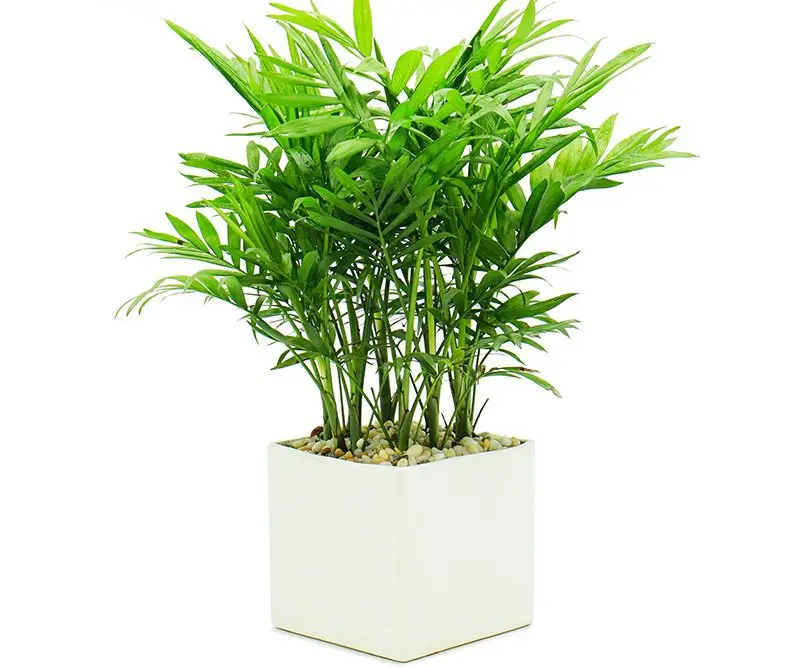 Ý Nghĩa Cây Cau Cảnh Trên Bàn Làm Việc, Thu Hút Tài Lộc 4 Cây cau cảnh bàn làm việc, thăng tiến sự nghiệp.