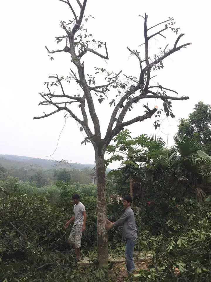Cây cổ thụ cắt tỉa: Loại bỏ để phát triển.