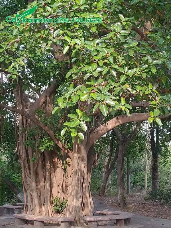 Cây đa cổ thụ rễ lớn, tán lá rộng.