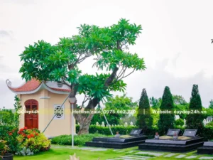 Nghĩa địa cổ kính phủ cây xanh.