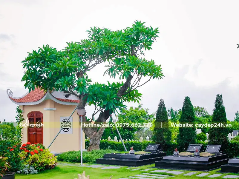 Nằm mơ thấy mồ mả: Giải mã điềm báo và cách hóa giải an lành 4 Nghĩa địa cổ kính phủ cây xanh.