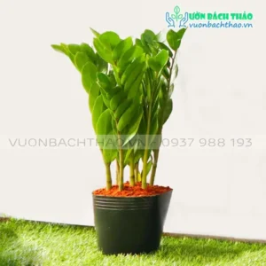 Cây Kim Tiền xanh mướt, thân mập phát tài.