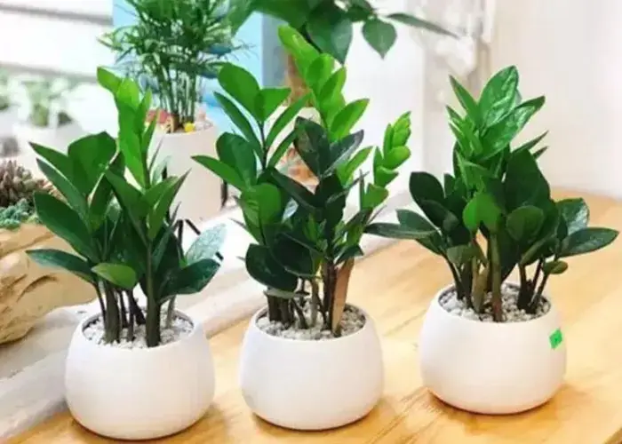 Cây Kim Tiền xanh tốt, ánh sáng tự nhiên phòng khách.