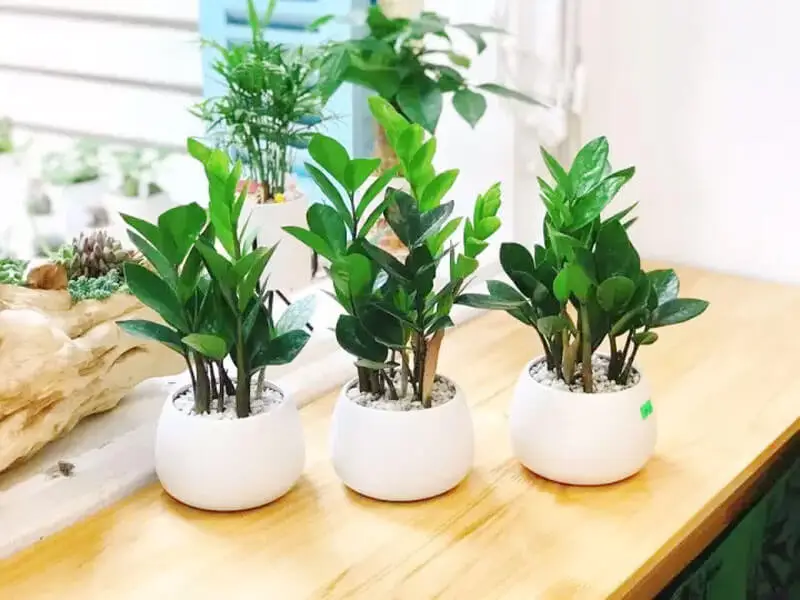 Tưới cây kim tiền trong phòng khách.