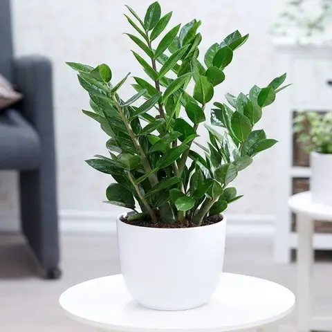 Bí Quyết Trồng Cây Kim Tiền Thu Hút Tài Lộc Chuẩn Phong Thủy 7 Cây Kim Tiền hợp mệnh theo chậu, màu sắc.